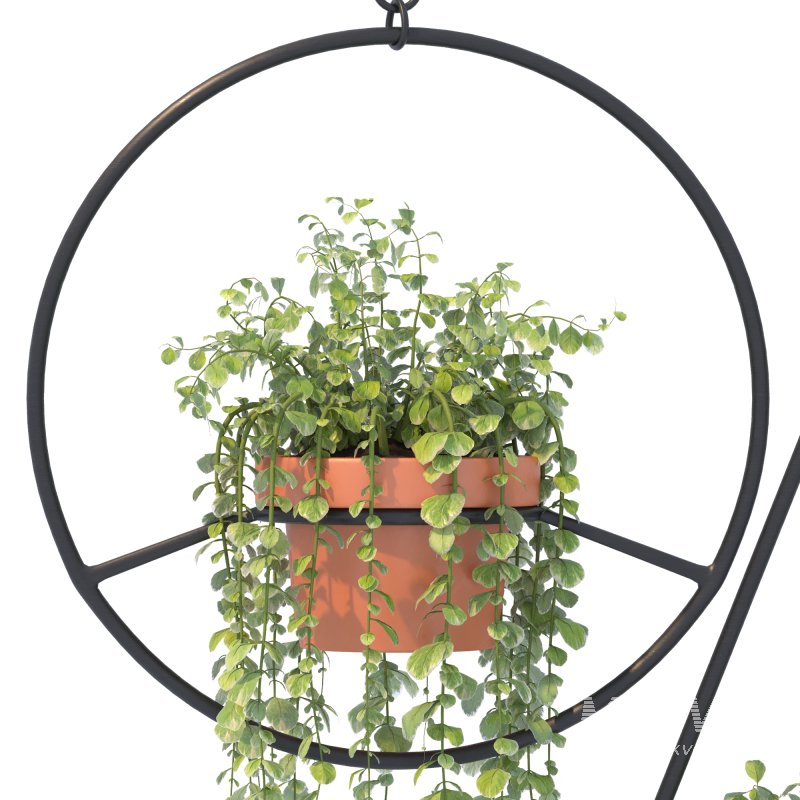 Boho Hanging Plants 03 - Image 1