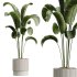 AV Indoor Plants Set 289 Fruit Orange Tree and Areca Palm and Banana Nicolai and Olive - Thumbnail 4