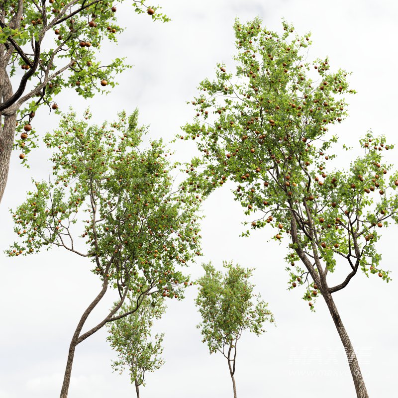 AV Fruit Trees Diospyros Kaki Persimmon and Malus Pumila Apple Red - Image 7