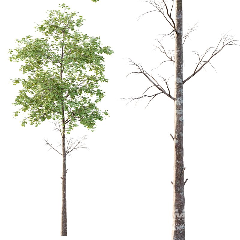 Different Trees 29 - Image 4