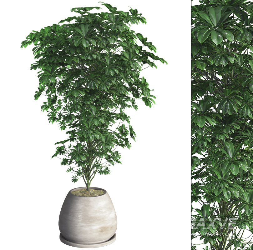 Indoor Plant 09 - Image 1