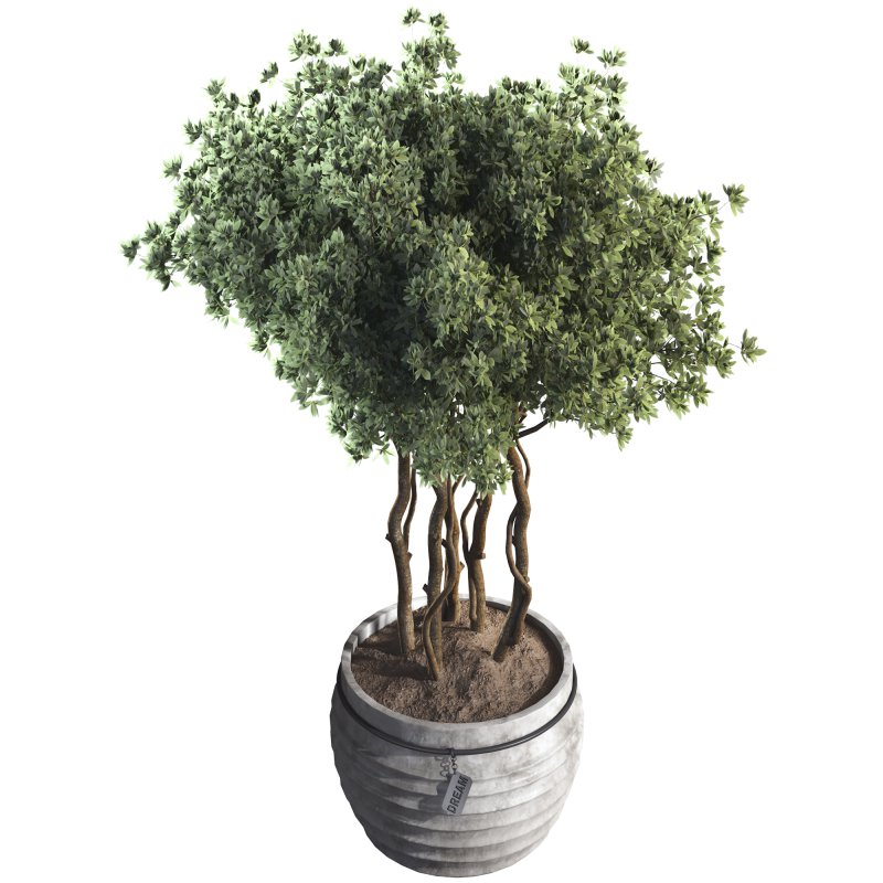 Indoor Plant 07 - Image 3