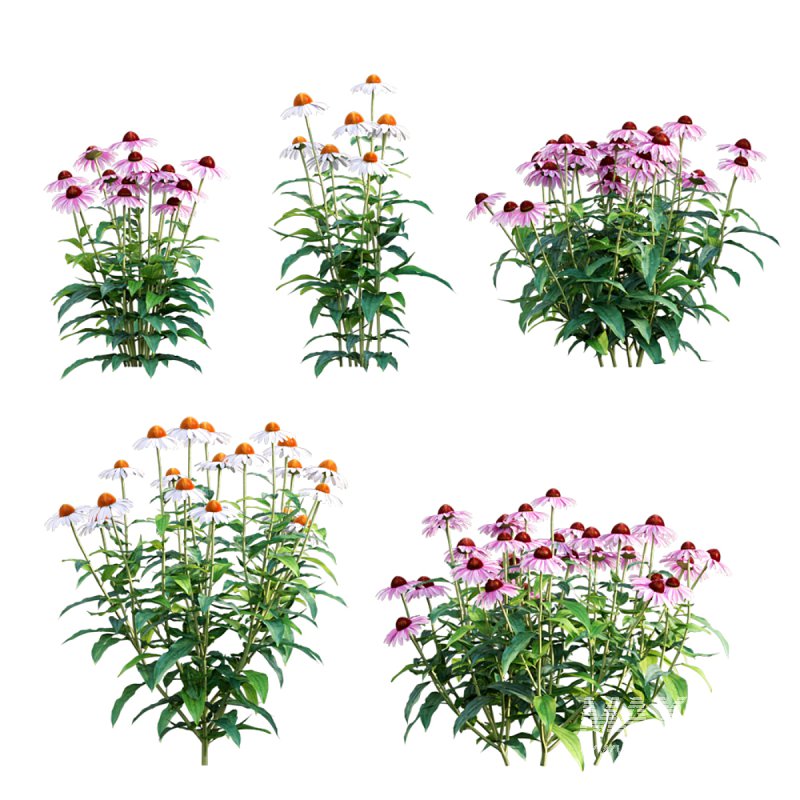 Echinacea purpurea – Coneflower - Image 1