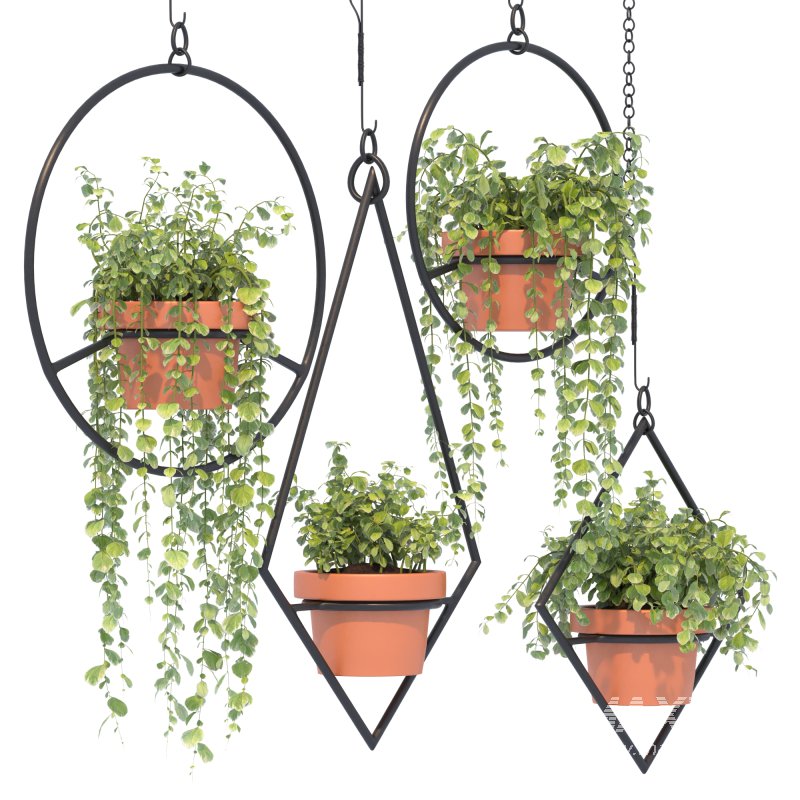 Boho Hanging Plants 03 - Image 4