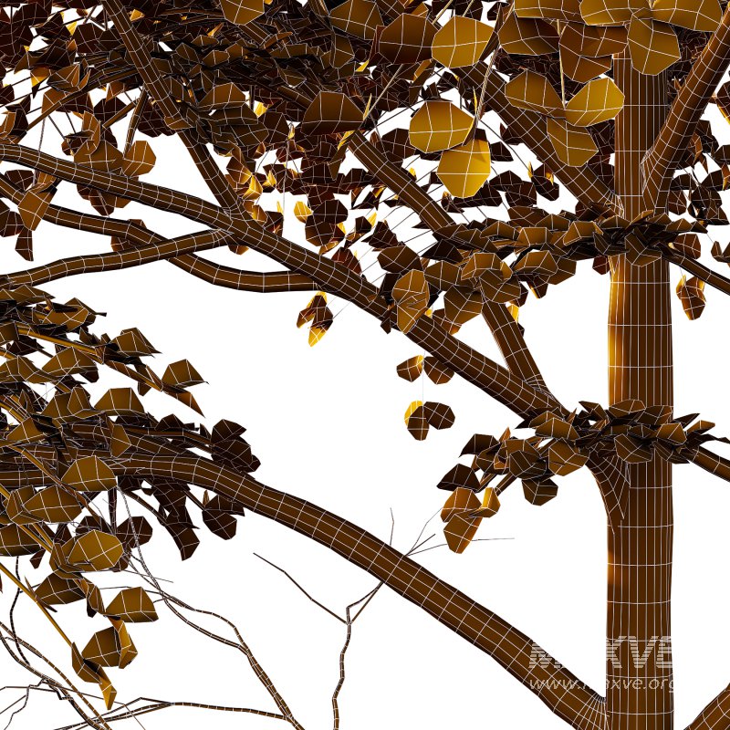 Different Trees 22 - Image 5