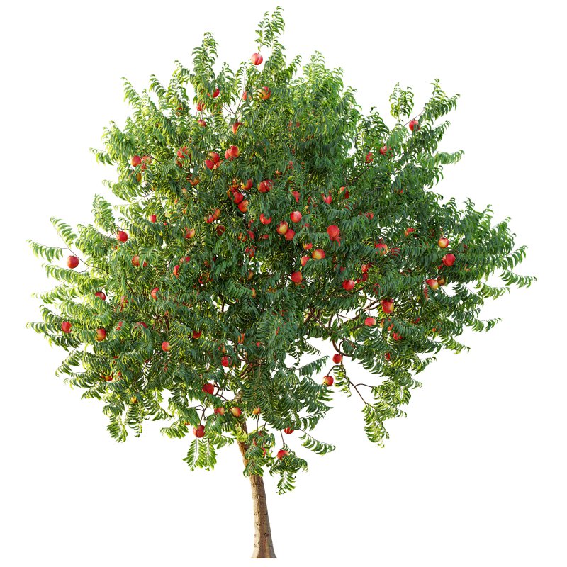 ntal uses. - Image 4