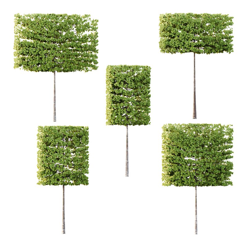 fagus sylvatica tree 17 - Image 2