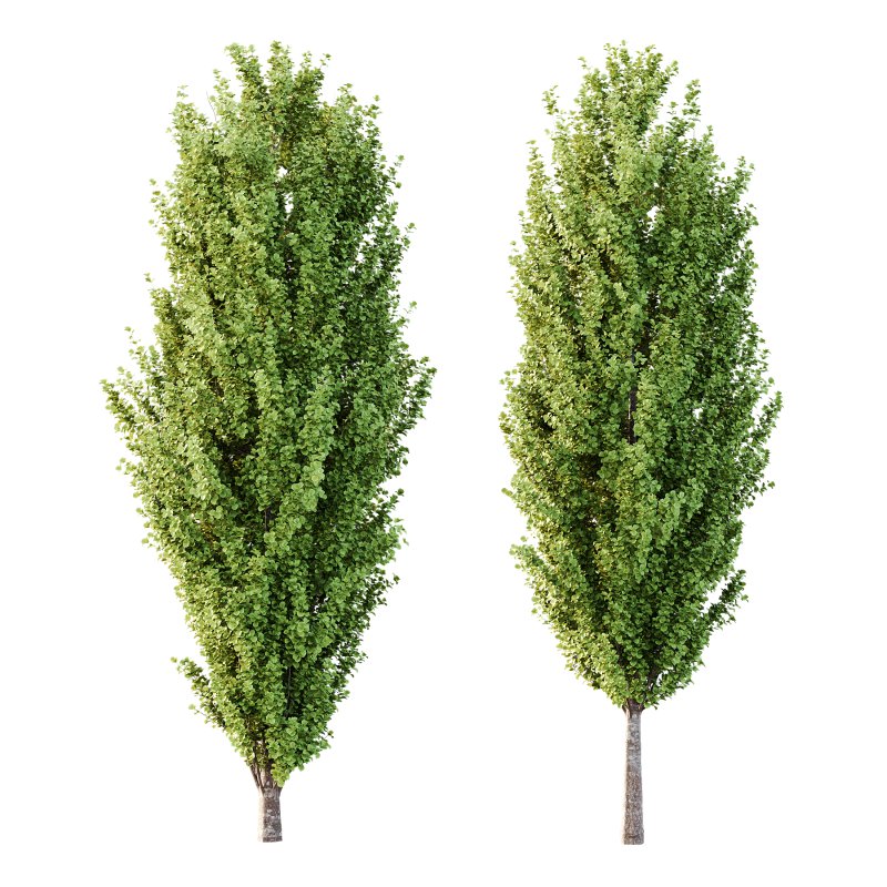 fagus sylvatica tree 15 - Image 1