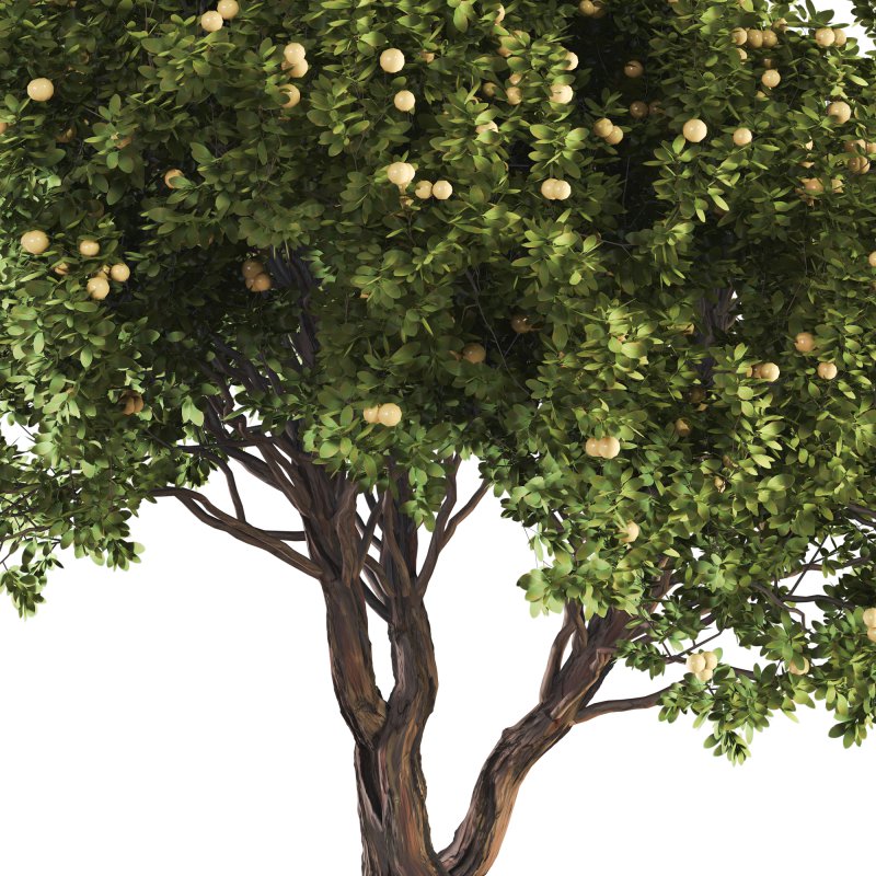 Jungle Fruit Tree and ivy plant - Image 5