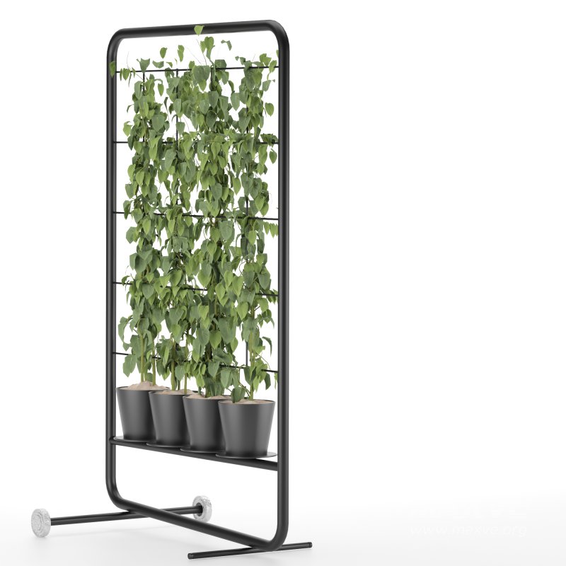 pathos plant - Image 3