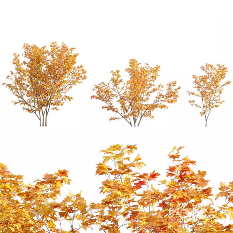 Acer circinatum | Vine Maple 04 - Image 1