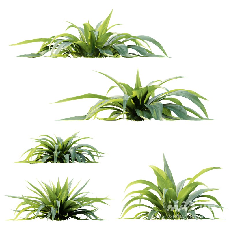 ntal plant admired for its wide, sword-like leaves in vibrant green shades. Native to woodland and shaded habitats, Carex Platyphylla is valued for its lush texture and architectural form, while the Astelia influence enhances its decorative appeal with broad foliage and striking volume. The elegant rosette structure makes this plant suitable for borders, garden beds, or modern planters, providing both softness and a bold visual statement. Modeled with precision and enhanced by 4K textures, this asset ensures high realism and versatility for both indoor and outdoor architectural visualizations. - Image 2