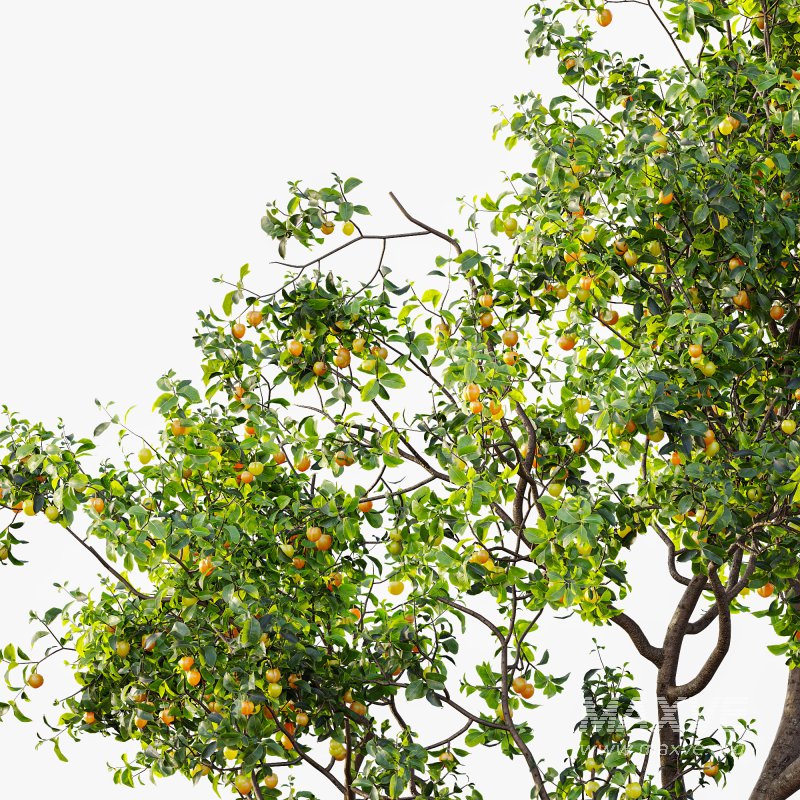 ntal charm. - Image 1