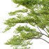 fagus sylvatica tree 06 - Thumbnail 5