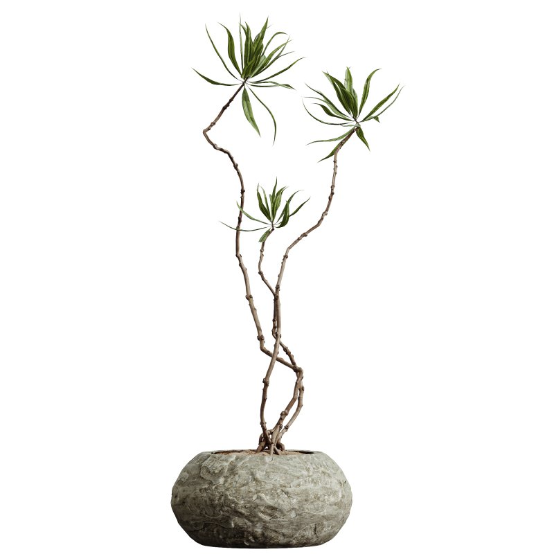 AV Indoor Plants Set 299 Japandi Ficus Dracaena Marginata and Mission Arbequina Olive - Image 8