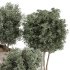 Outdoor Tree Collection in pot 01 - Thumbnail 3