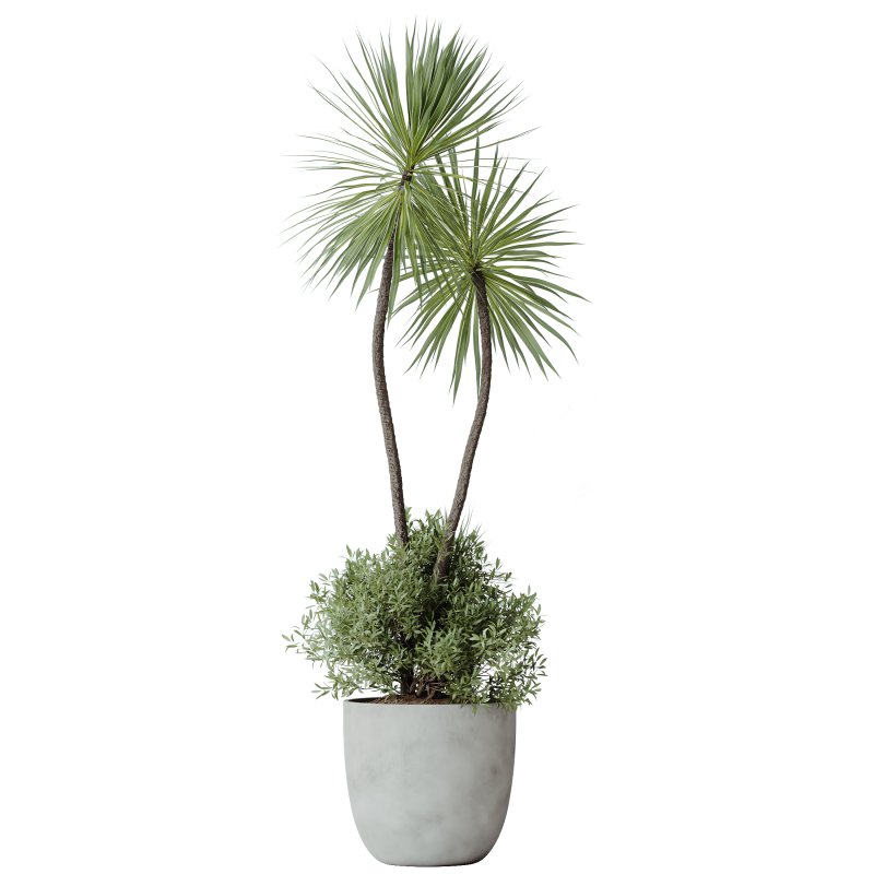 AV Indoor Plants Set 285 Ficus Marginata Olive Yucca Rostrata Palm Abidjan - Image 2
