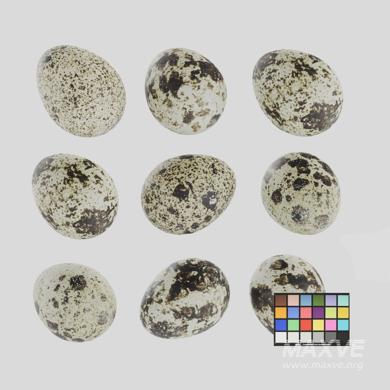 Qauil eggs - Image 1