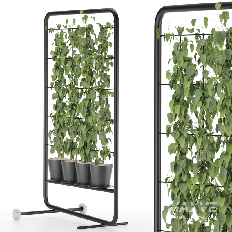 pathos plant - Image 1