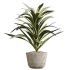 AV Indoor Plants Set 304 Areca Palm and Dracaena Marginata and Lemon Dragon and Ficus - Thumbnail 2