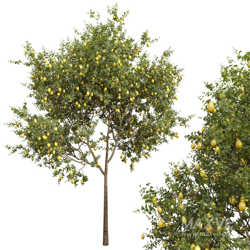 ntal and culinary value. On the left stands the Citrus × meyeri, or Meyer Lemon—a hybrid between citron and mandarin/pomelo, originally from China and introduced to the West in the early 20th century. Known for its smooth, deep yellow skin and slightly sweet, fragrant lemons, it’s a favorite in Mediterranean-style courtyards and edible gardens. - Image 4