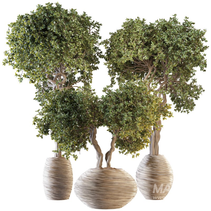 Indoor Plant Set 03 - Image 1