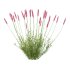 plant Grass Flower Lavandula pedunculata 01 - Thumbnail 1