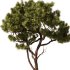 Pine tree Set35 - Thumbnail 2