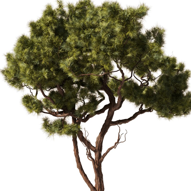 Pine tree Set35 - Image 2