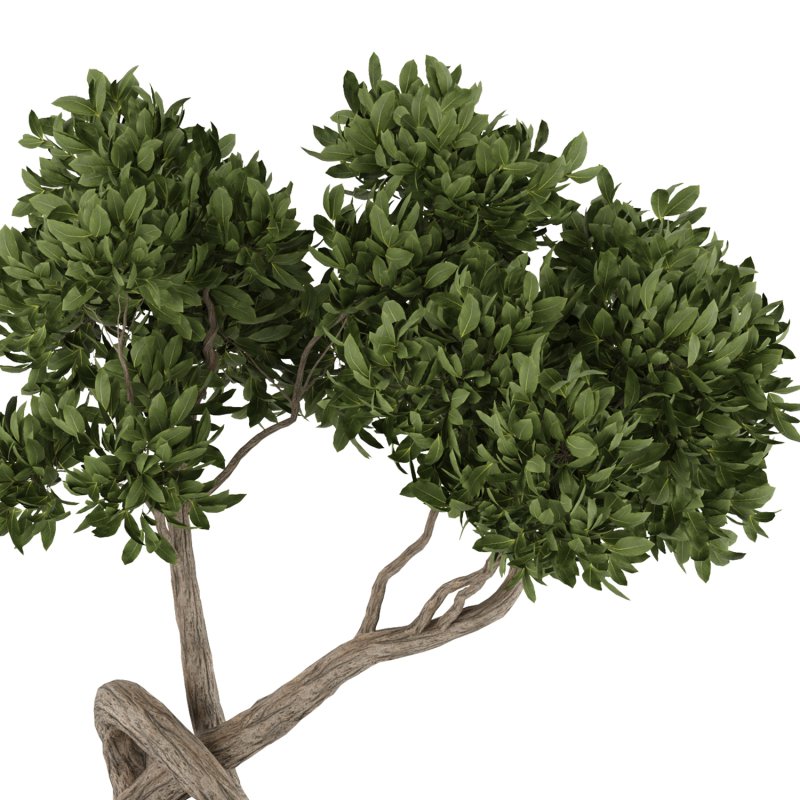 bonsai in concrete pot - Image 4