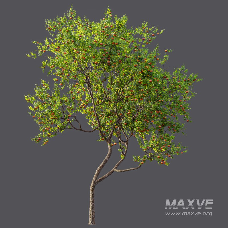 AV Fruit Trees Diospyros Kaki Persimmon and Malus Pumila Apple Green - Image 8