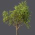 AV Fruit Trees Prunus Salicina Plum Pflaume and Pear Pyrus Communis - Thumbnail 9