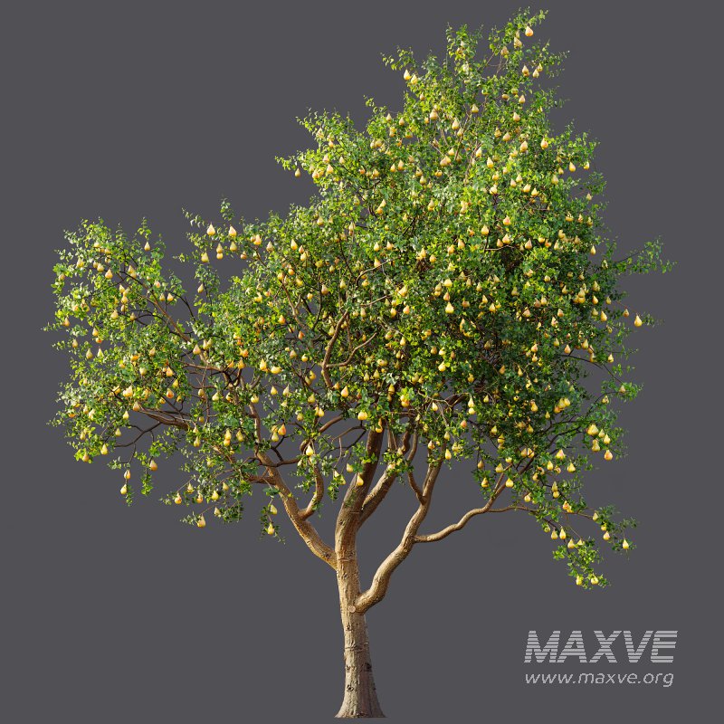 AV Fruit Trees Prunus Salicina Plum Pflaume and Pear Pyrus Communis - Image 9