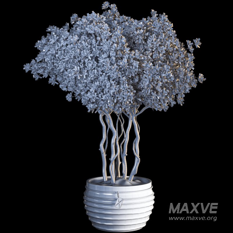 Indoor Plant 07 - Image 4