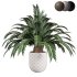 Indoor plant set 02 - Thumbnail 4