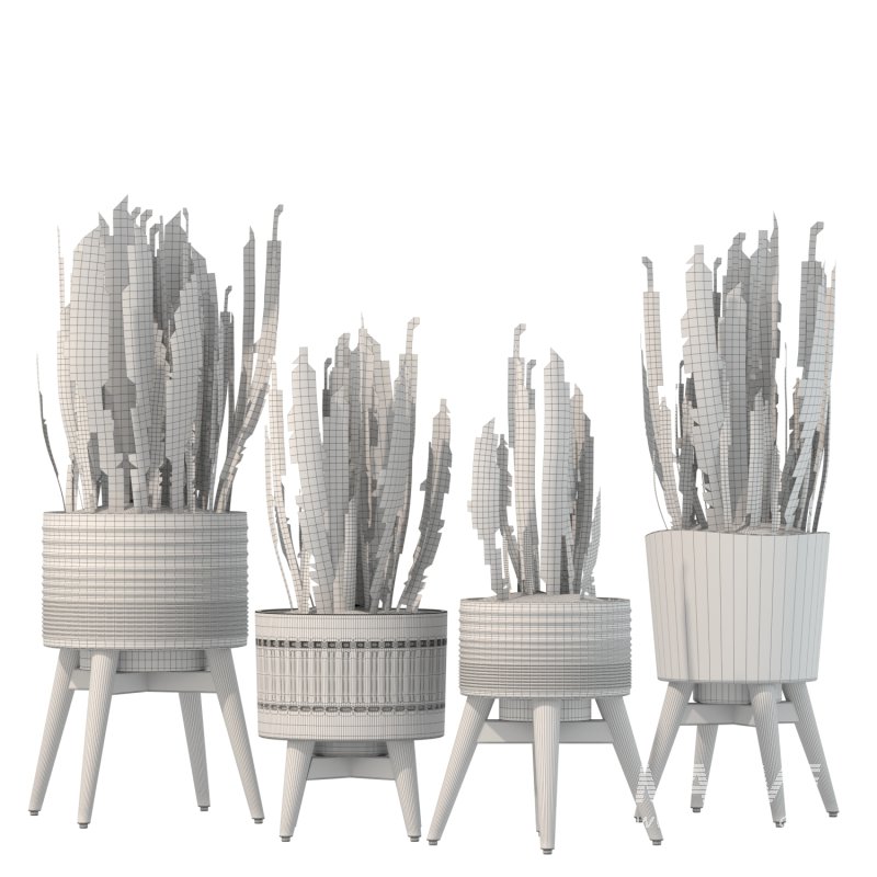 Sansevieria Plant Set - Image 4