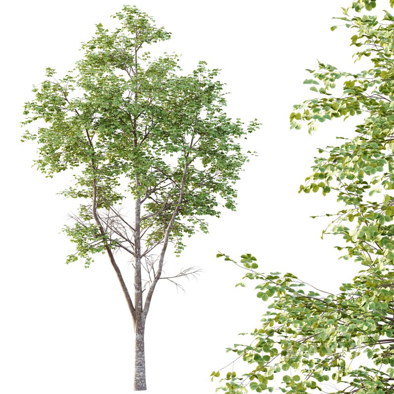 Different Trees 26 - Image 4