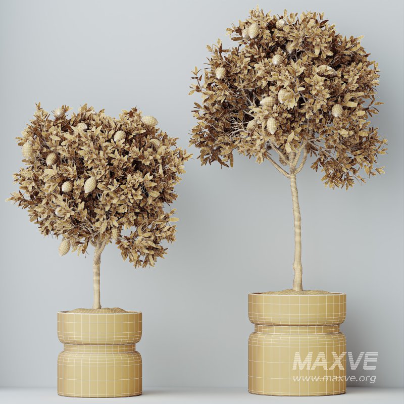 AV Indoor Plants Set 288 Fruit Lemon Tree and Banana Nicolai and Ficus Dracaena Marginata and Olive - Image 8