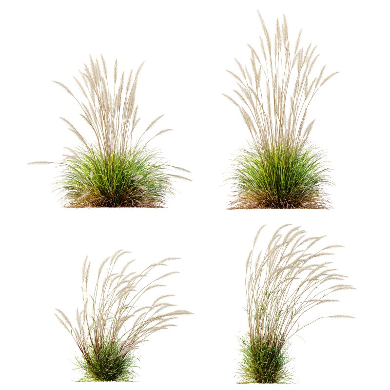 ntal grass hybrid that brings vertical elegance to any garden or architectural visualization. Originally cultivated in Germany and widely popularized across Europe and North America, this perennial grass features upright, feather-like plumes and narrow green blades that shift to golden hues in late summer. Its architectural form, graceful sway in the wind, and low-maintenance nature make it a favorite among designers looking to evoke movement, rhythm, and a naturalistic softness in modern landscapes. - Image 10