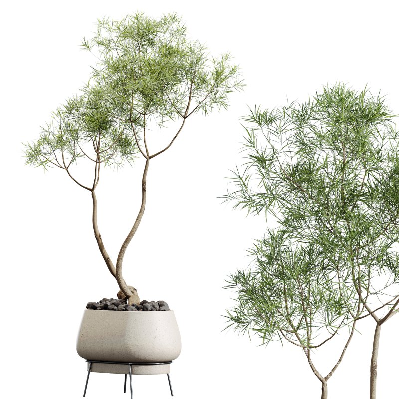 AV Indoor Plants Set 306 Japandi Decorative Minimalism Ficus Dracaena Marginata - Image 3