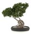 bonsai in concrete pot - Thumbnail 1