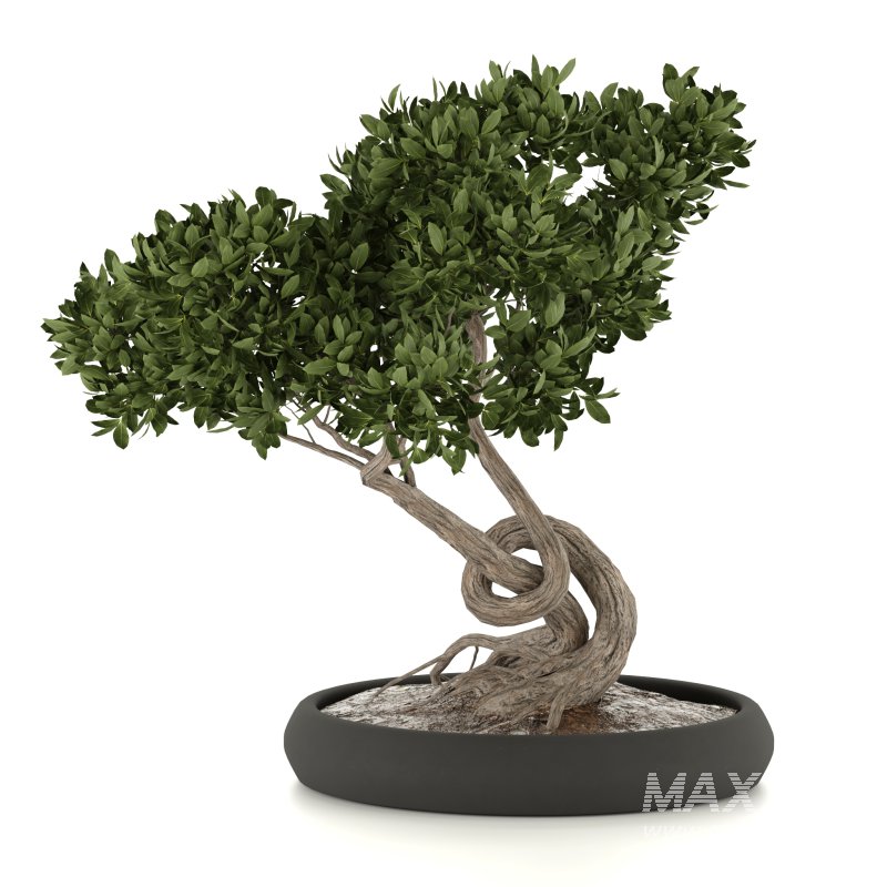 bonsai in concrete pot - Image 1