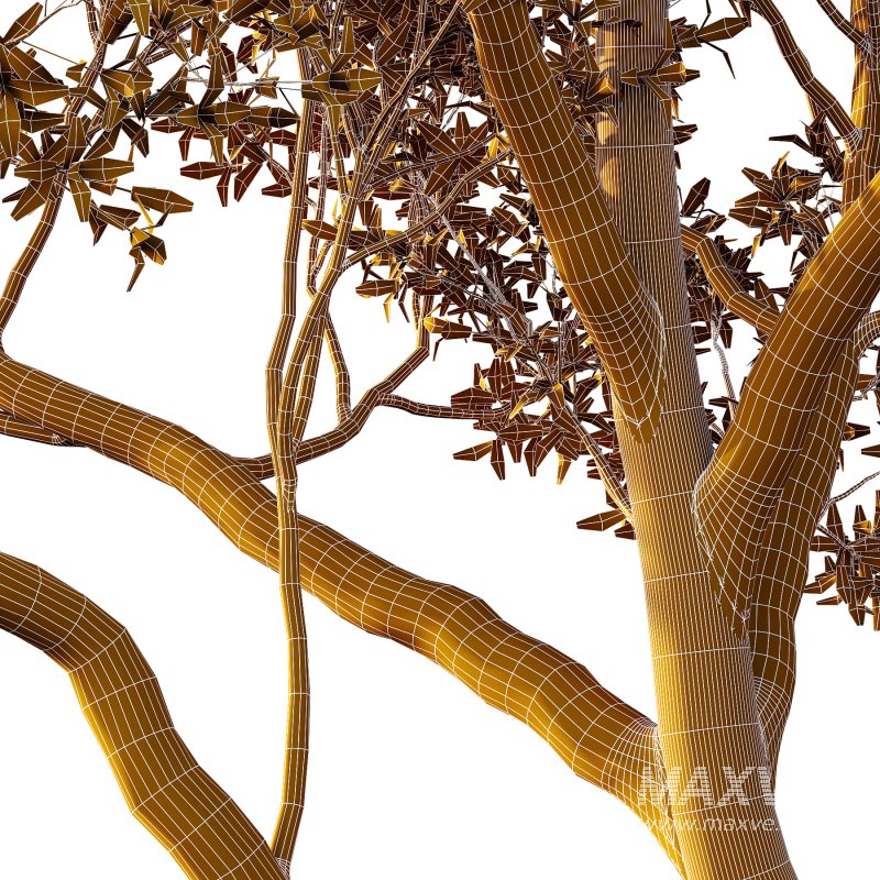 Different Trees 24 - Image 2