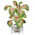 potted plant - Thumbnail 2