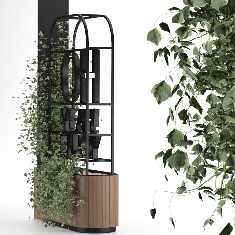 English-Ivy - Image 2