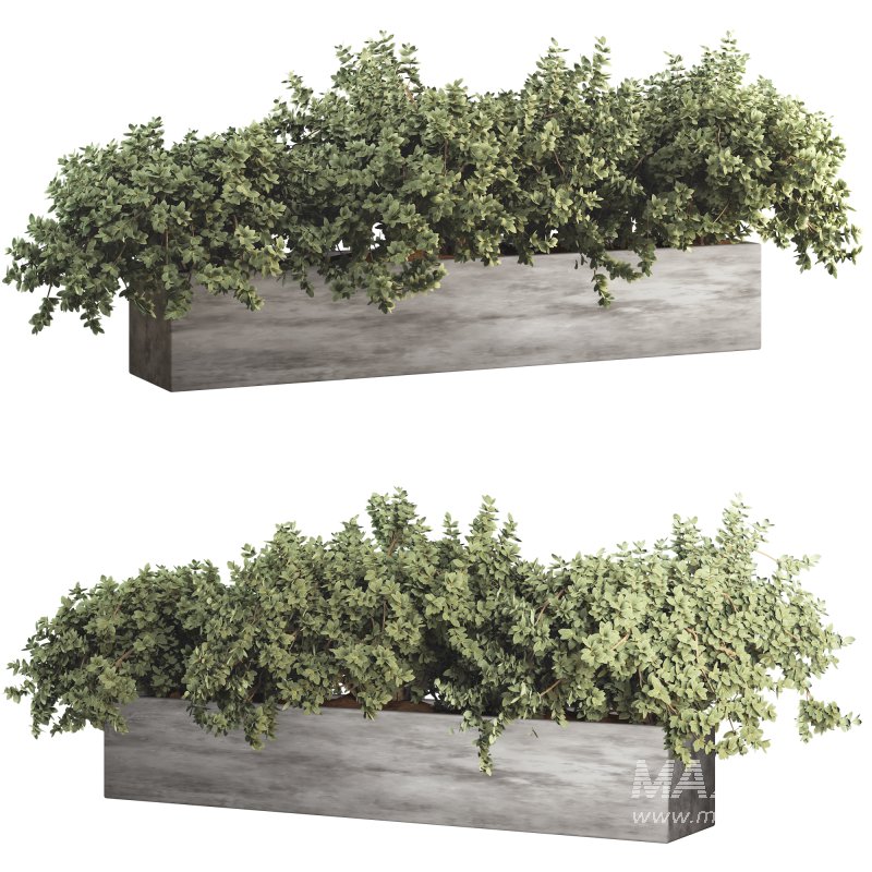 Outdoor Bush Collection in Pot 011 - Image 2