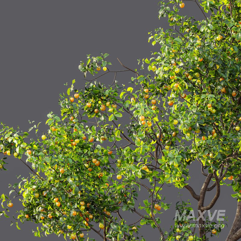 ntal charm. - Image 7