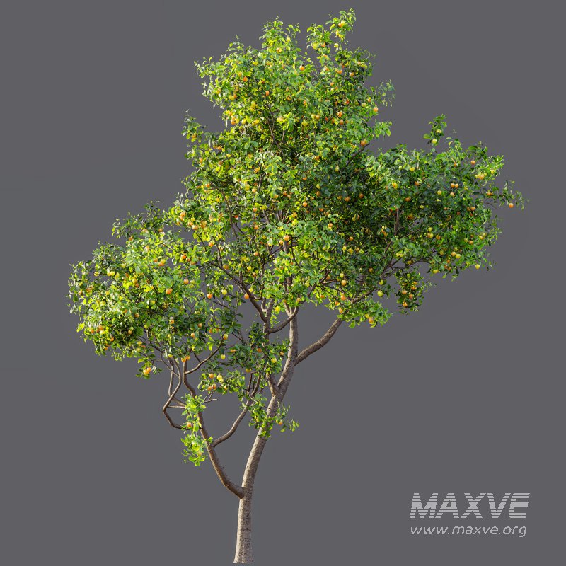 ntal charm. - Image 11