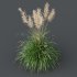 ntal grasses: Cortaderia Selloana (Pampas Grass) and Nassella Tenuissima (Mexican Feather Grass). With their graceful, airy plumes and gently arched green blades, these models are ideal for naturalistic landscapes, boho gardens, wild gardens, or accent planting. - Thumbnail 3