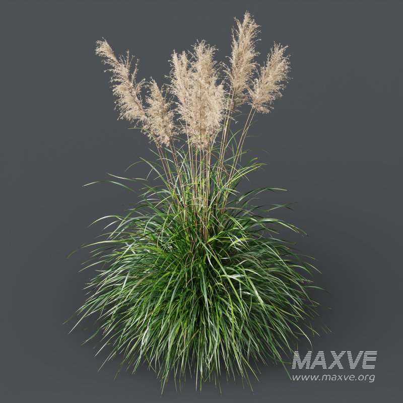 ntal grasses: Cortaderia Selloana (Pampas Grass) and Nassella Tenuissima (Mexican Feather Grass). With their graceful, airy plumes and gently arched green blades, these models are ideal for naturalistic landscapes, boho gardens, wild gardens, or accent planting. - Image 3